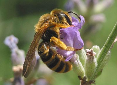 annonces d'abeilles